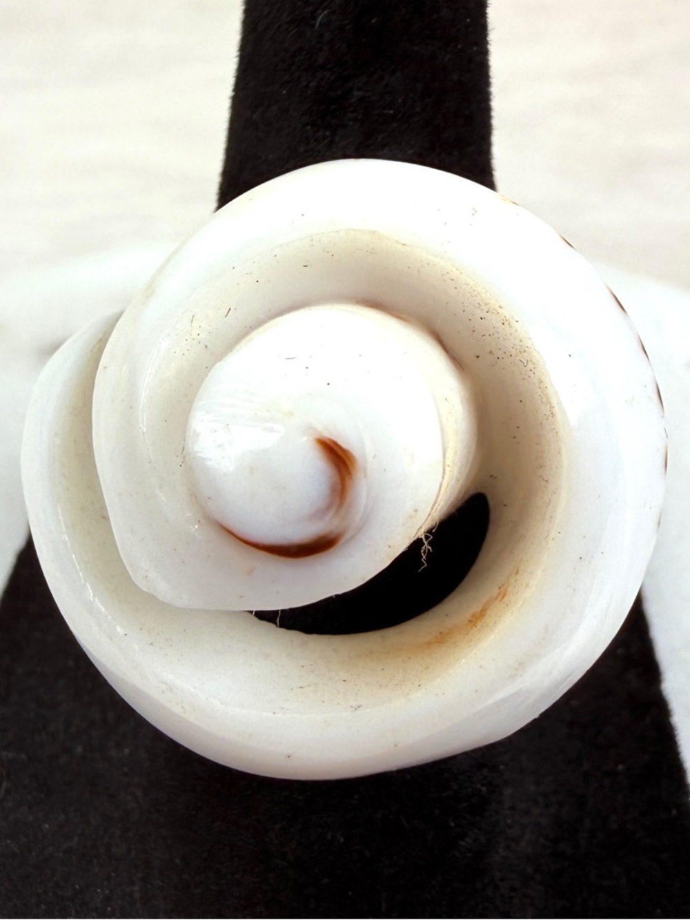 Interesting shell snail beach island chic ring